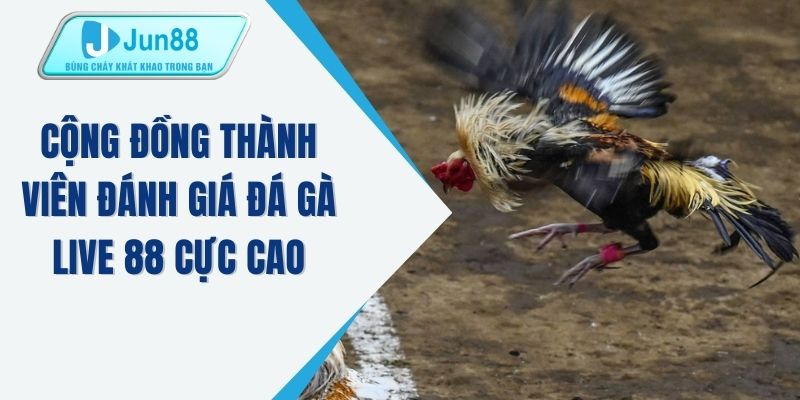 Cộng đồng thành viên đánh giá đá gà live 88 cực cao